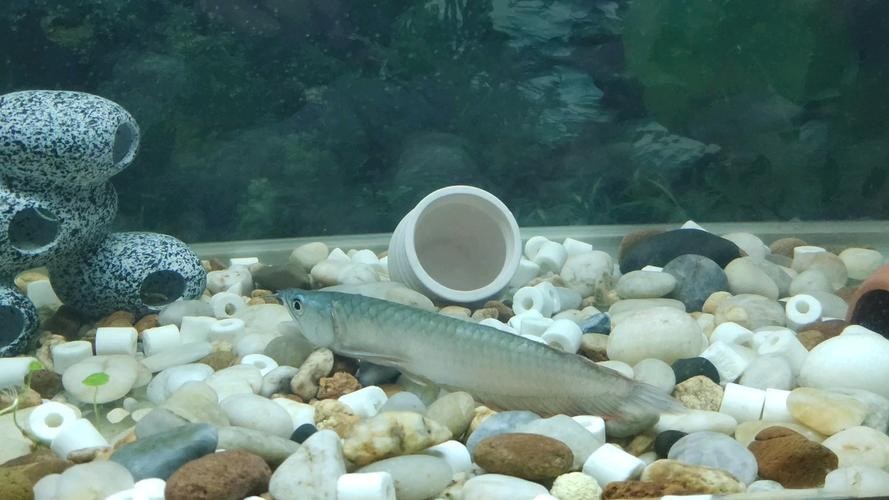 銀龍魚的飼養(yǎng)方法圖解