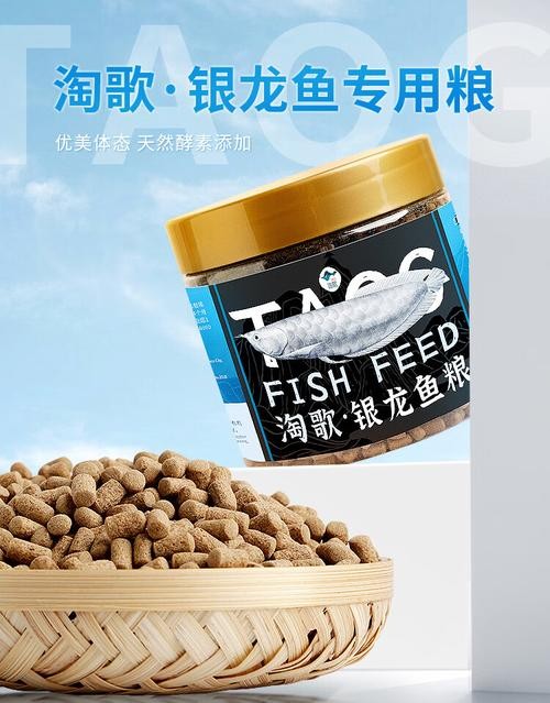 銀龍魚的飼養(yǎng)方法圖解