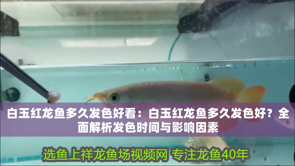 <strong><mark>白玉</mark></strong>紅龍魚多久發色好看：<strong><mark>白玉</mark></strong>紅龍魚多久發色好？全面解析發色時間與影響因素