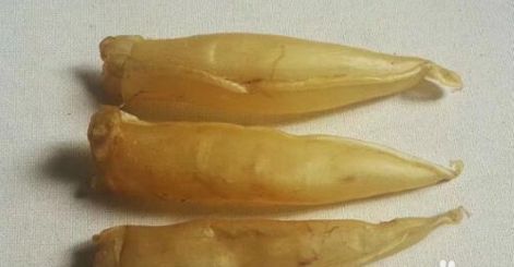 龍魚趴缸是什么原因引起的:龍魚為什么會趴缸 龍魚百科 第1張 龍魚趴缸是什么原因引起的:龍魚為什么會趴缸 龍魚趴缸是什么原因引起的:龍魚為什么會趴缸 龍魚百科 第1張