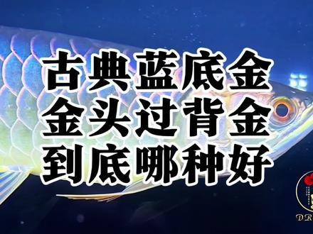 金龍魚鑒賞要點