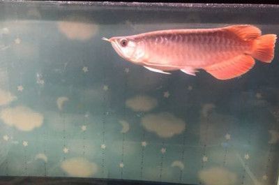 龍魚撞缸鱗片松動(dòng)損失要不要放消炎藥（龍魚撞缸導(dǎo)致鱗片松動(dòng)損失要不要放消炎藥）