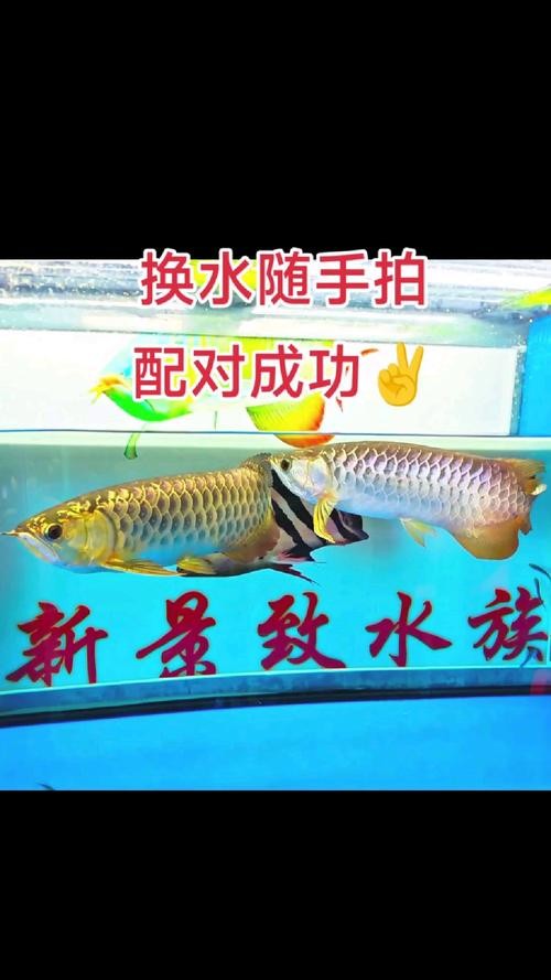 龍魚混養什么魚最好養殖