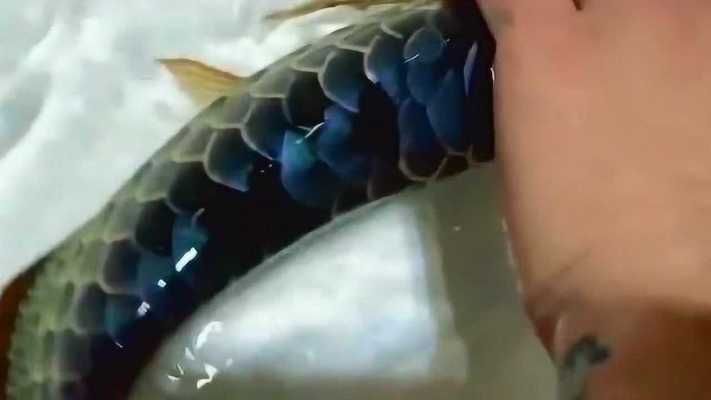 最貴的金龍魚視頻高清（世界上最貴的金龍魚） 最貴的金龍魚視頻高清（世界上最貴的金龍魚） 龍魚百科 第4張