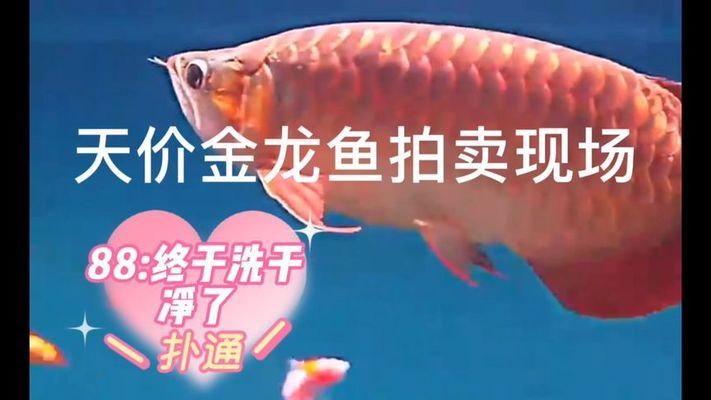 最貴的金龍魚視頻高清（世界上最貴的金龍魚） 最貴的金龍魚視頻高清（世界上最貴的金龍魚） 龍魚百科 第1張