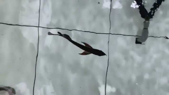 最貴的金龍魚視頻高清（世界上最貴的金龍魚） 最貴的金龍魚視頻高清（世界上最貴的金龍魚） 龍魚百科 第2張