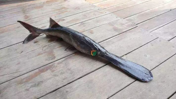 巴中龍魚哪里在買：巴中龍魚哪里能買到
