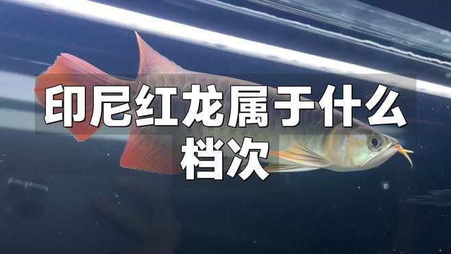 印度尼西亞紅龍魚價格多少一條 印度尼西亞紅龍魚價格多少一條 龍魚百科 第8張