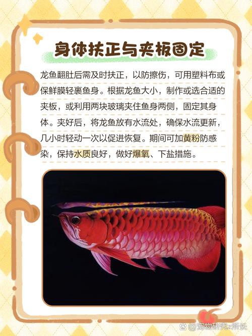 恐龍魚跳缸怎么救 恐龍魚跳缸怎么救 龍魚百科 第5張