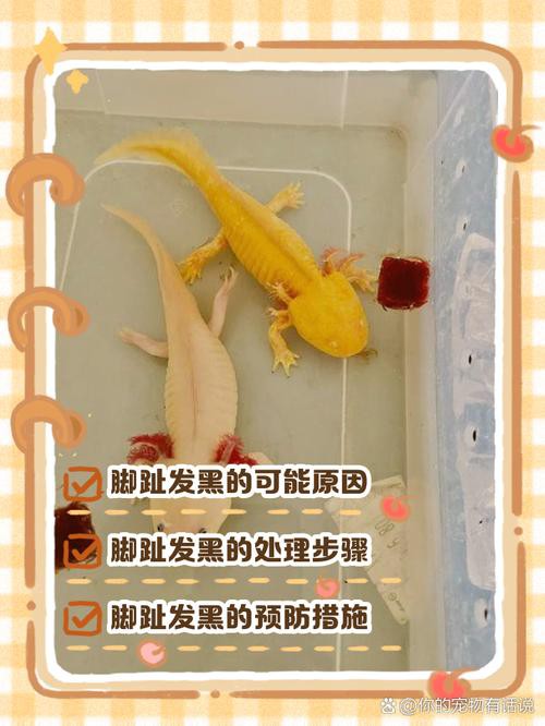 恐龍魚跳缸怎么救 恐龍魚跳缸怎么救 龍魚百科 第6張