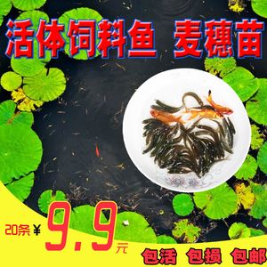 紅龍魚喂養過麥穗魚吃什么食物（紅龍魚吃什么最好？）