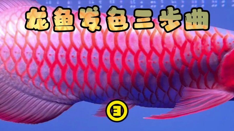 如何判斷七鰭金龍魚是否開始發色？