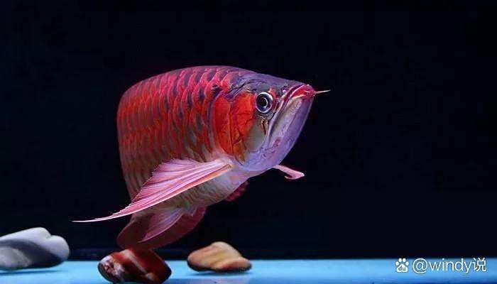銀龍魚可以和虎鯊魚一起養嗎圖片 銀龍魚可以和虎鯊魚一起養嗎圖片 龍魚百科 第9張
