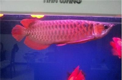 紅金龍魚好養(yǎng)嗎能長多大：紅金龍魚好養(yǎng)嗎 紅金龍魚好養(yǎng)嗎能長多大：紅金龍魚好養(yǎng)嗎 龍魚百科 第2張
