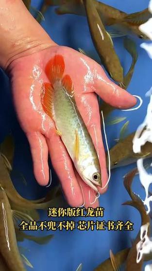 紅龍魚魚苗價格表圖片 龍魚百科 第11張 紅龍魚魚苗價格表圖片 紅龍魚魚苗價格表圖片 龍魚百科 第11張