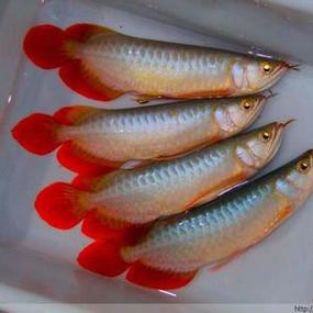 紅龍魚魚苗價格表圖片 紅龍魚魚苗價格表圖片 龍魚百科 第25張