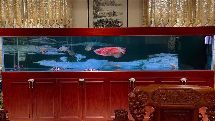 龍魚缸養水的正確方法：關于龍魚缸養水的正確方法