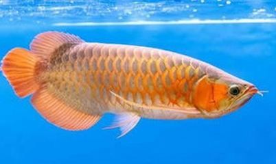 金龍魚喂蝦仁：金龍魚可以喂蝦仁嗎 金龍魚喂蝦仁：金龍魚可以喂蝦仁嗎 龍魚百科 第2張