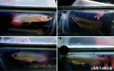 如何判斷龍魚健康狀況：如何判斷龍魚的健康狀況