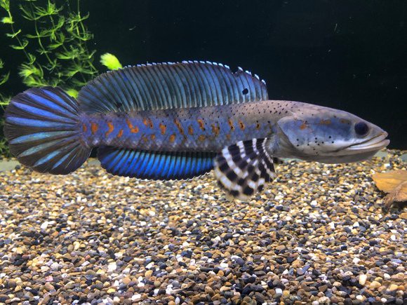 七彩雷龍魚(yú)吧
