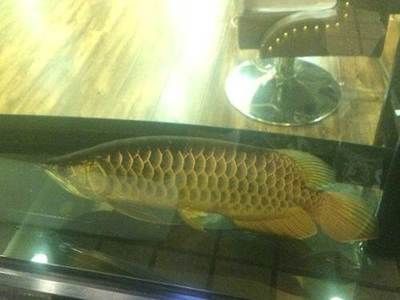 賣龍魚的店叫什么店名呢：賣龍魚的店名如何查詢 賣龍魚的店叫什么店名呢：賣龍魚的店名如何查詢 龍魚百科 第2張