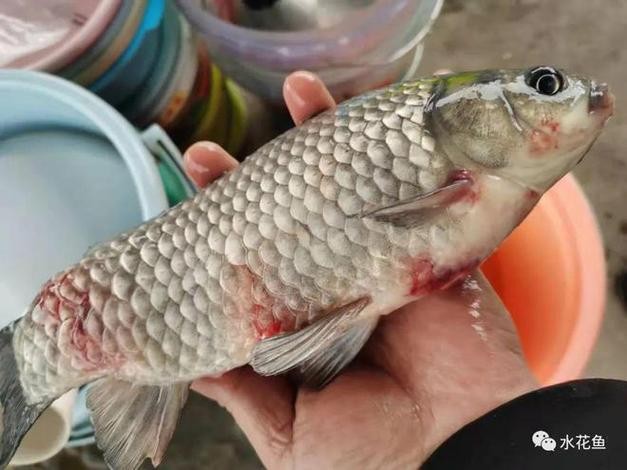 龍魚爛嘴圖片