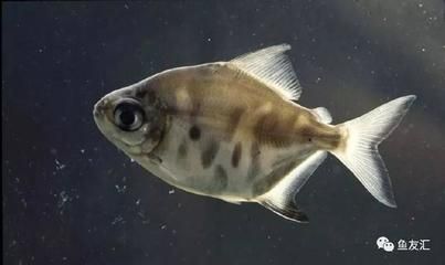 銀板魚和龍魚混養：銀板魚和龍魚可以混養嗎