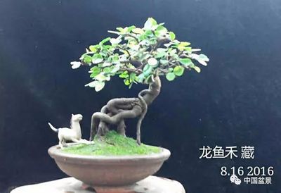 微型龍魚：關于微型龍魚和龍魚養(yǎng)殖的問題