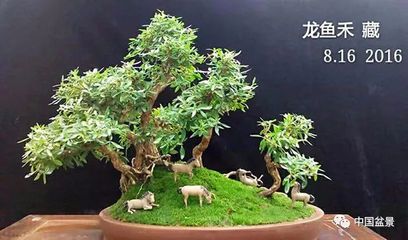 微型龍魚：關于微型龍魚和龍魚養(yǎng)殖的問題