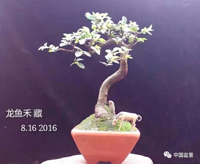 微型龍魚：關于微型龍魚和龍魚養(yǎng)殖的問題