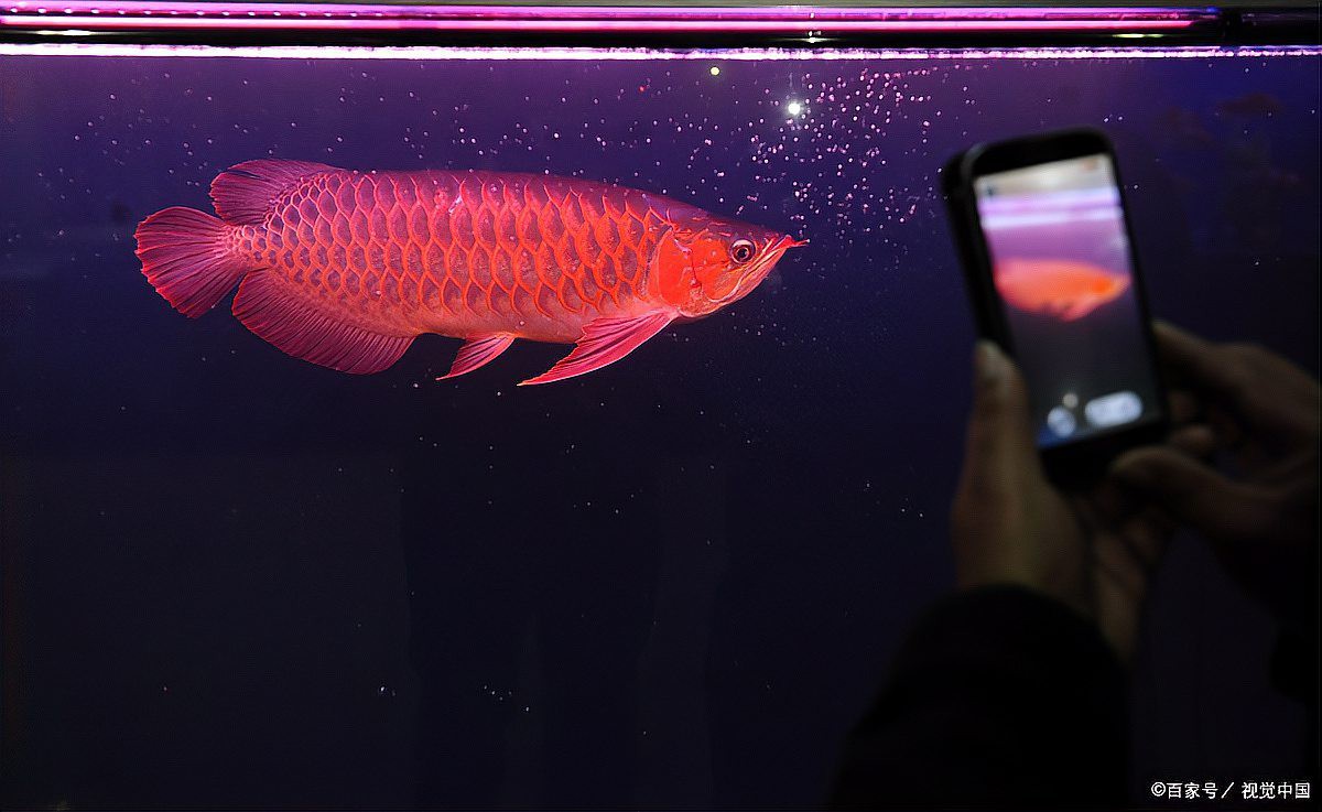 辣椒紅龍魚的市場價格走勢如何？ 辣椒紅龍魚的市場價格走勢如何？ 龍魚百科 第7張