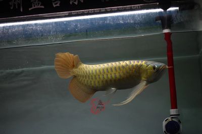 龍魚怎么養殖的好：養殖龍魚的注意事項，龍魚養殖注意事項
