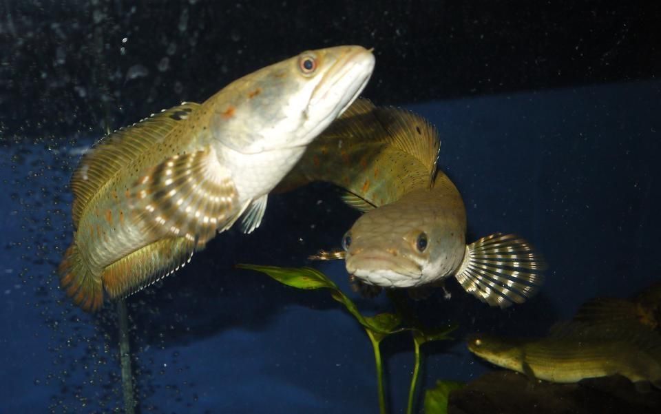那種雷龍魚好看，被認為好看的雷龍魚品種：巴卡雷龍之王 那種雷龍魚好看，被認為好看的雷龍魚品種：巴卡雷龍之王 龍魚百科 第4張
