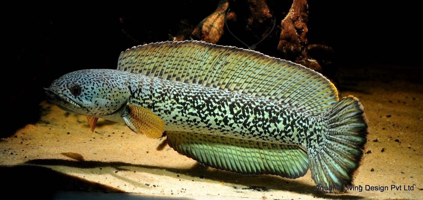 那種雷龍魚好看，被認為好看的雷龍魚品種：巴卡雷龍之王 那種雷龍魚好看，被認為好看的雷龍魚品種：巴卡雷龍之王 龍魚百科 第2張