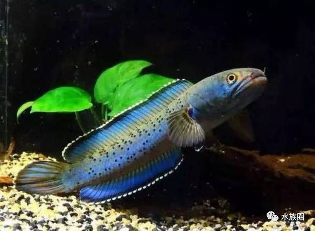 那種雷龍魚好看，被認為好看的雷龍魚品種：巴卡雷龍之王 那種雷龍魚好看，被認為好看的雷龍魚品種：巴卡雷龍之王 龍魚百科 第3張