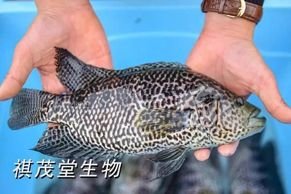 魚爛身爛尾什么原因