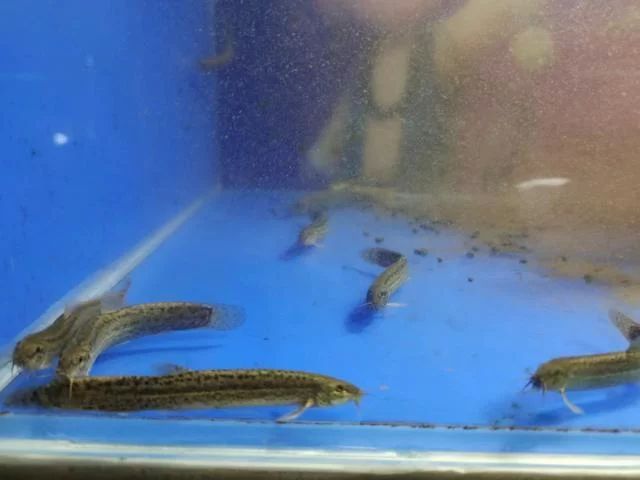 龍魚多久喂一次泥鰍比較合適：龍魚喂食泥鰍的頻率應該根據龍魚的大小和生長階段來確定