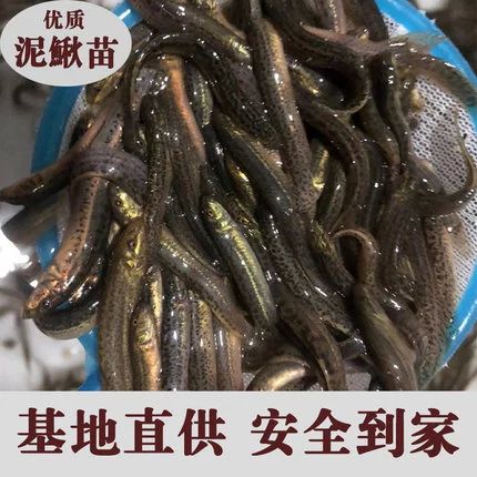 龍魚多久喂一次泥鰍比較合適：龍魚喂食泥鰍的頻率應該根據龍魚的大小和生長階段來確定