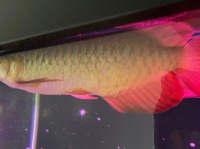 龍魚魚鱗掉了：當龍魚的魚鱗掉了，是可以再長出來的嗎，需要注意什么 龍魚魚鱗掉了：當龍魚的魚鱗掉了，是可以再長出來的嗎，需要注意什么 龍魚百科 第3張