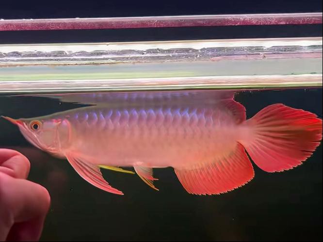 印尼阿瓦納漁場有哪些紅龍品種？