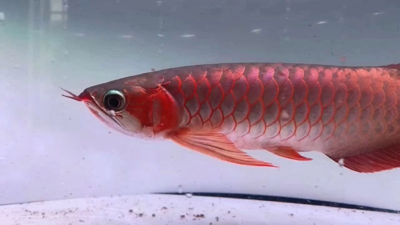 印尼阿瓦納漁場有哪些紅龍品種？