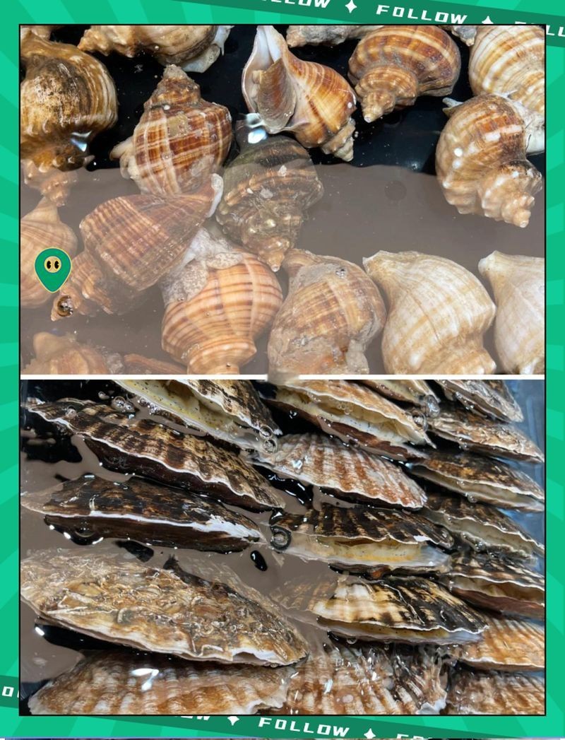 藍麒麟過背龍魚最佳吃法和做法