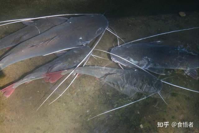 藍麒麟過背龍魚最佳吃法和做法