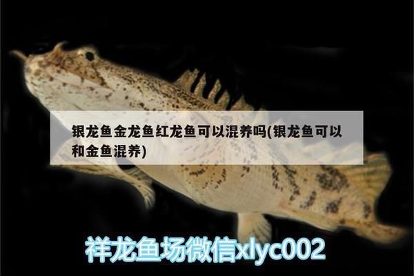 紅龍魚能和銀龍魚混養嗎（如何預防紅龍魚銀龍魚混養沖突） 紅龍魚能和銀龍魚混養嗎（如何預防紅龍魚銀龍魚混養沖突） 龍魚百科 第3張