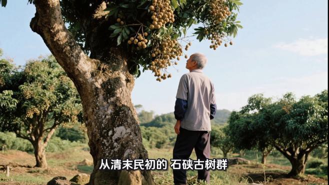 如何判斷龍眼是否新鮮