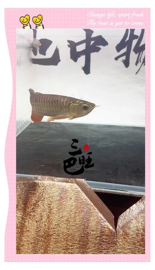 如何設(shè)置單反或微單相機拍攝龍魚？