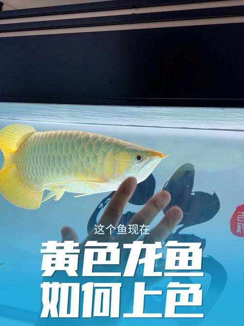 如何設(shè)置單反或微單相機拍攝龍魚？