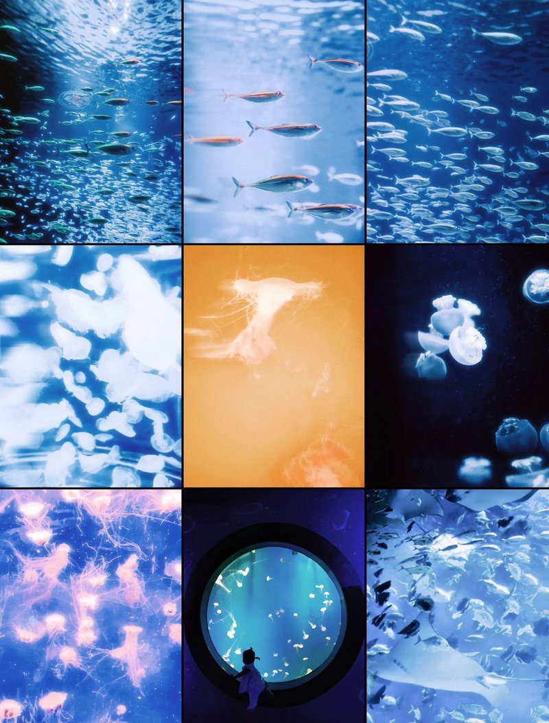 如何設(shè)置單反或微單相機拍攝龍魚？