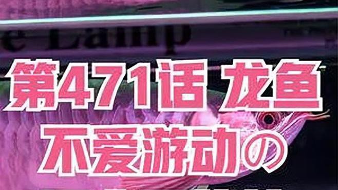 小龍魚不愛游動怎么回事兒 小龍魚不愛游動怎么回事兒 龍魚百科 第1張