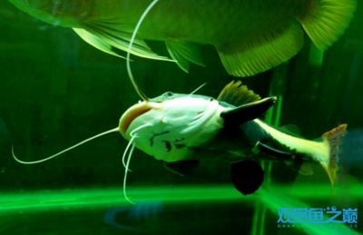 龍魚招財貓混養(yǎng)：混養(yǎng)龍魚和招財貓魚的注意事項